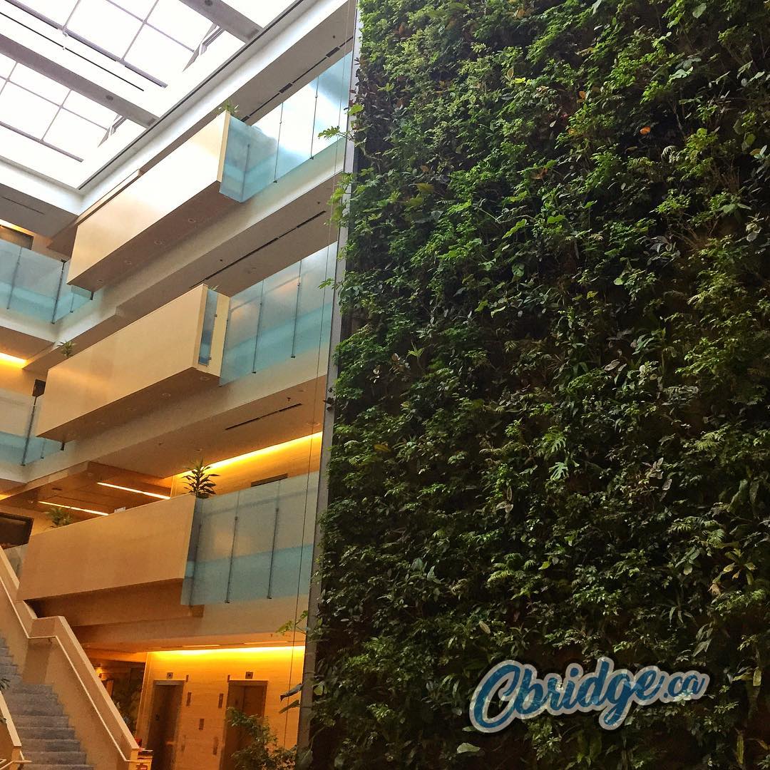 The living wall is thriving within city hall headquarters