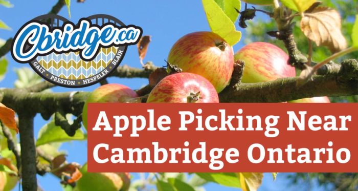 Apple Picking Near Cambridge Ontario